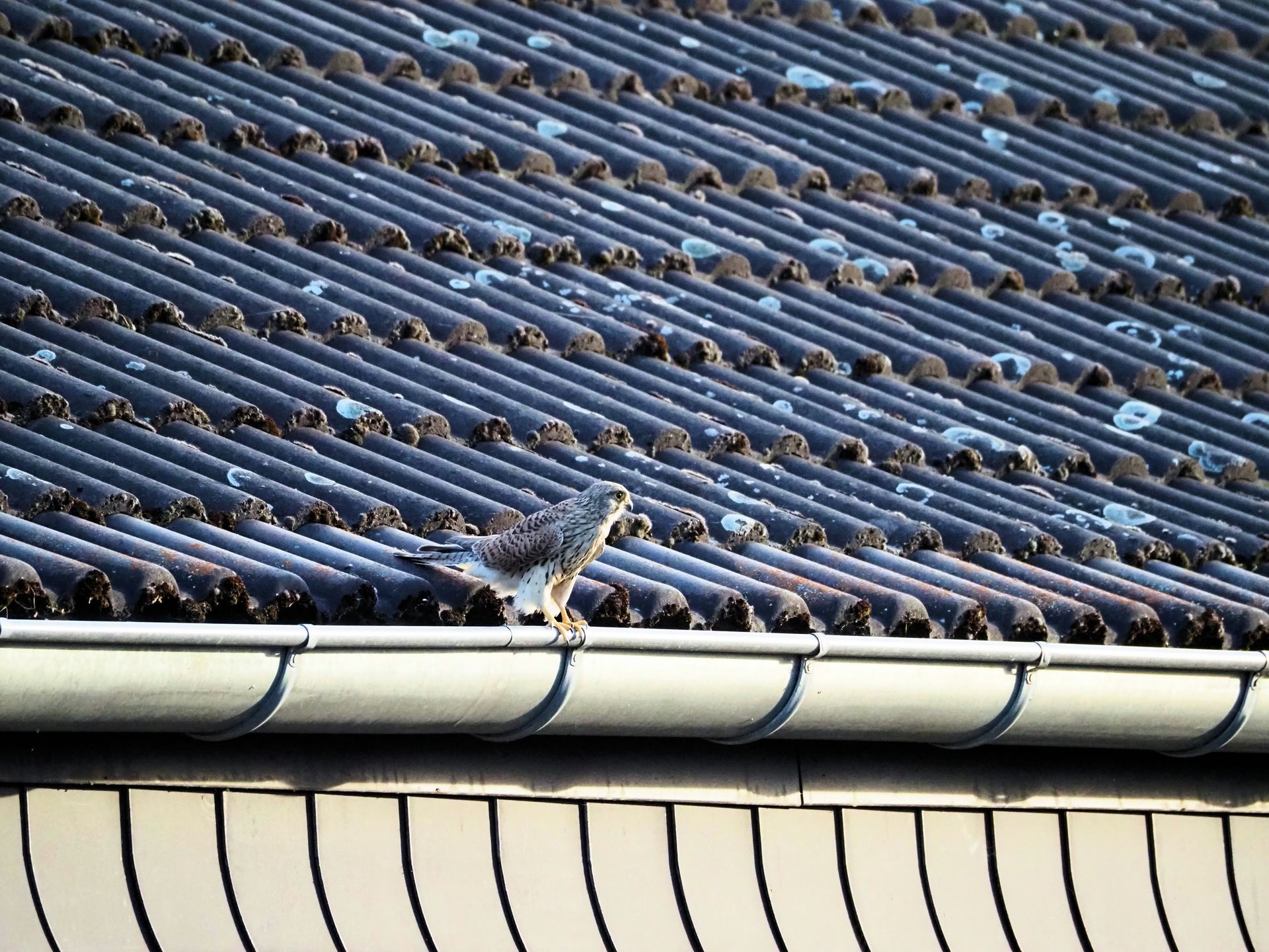 A bird stands on a gutter on a tiled roof.